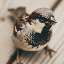 Birding Kit, Birdwatching, Birds