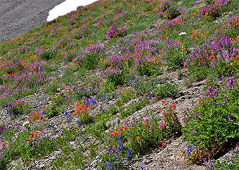Flowers Flowers