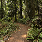 Living Forest Trail