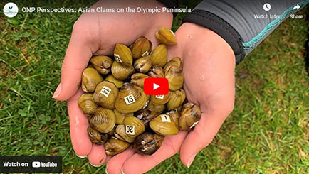 Asian Clams on the Olympic Peninsula